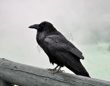 雾蒙蒙的早晨，一只大黑乌鸦坐在树林里