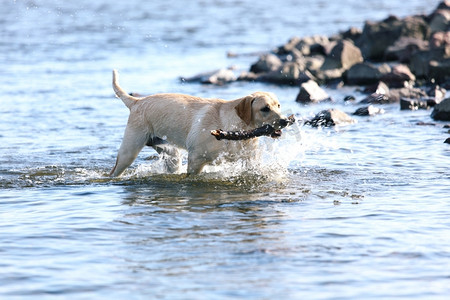 快乐的小狗在水里玩耍