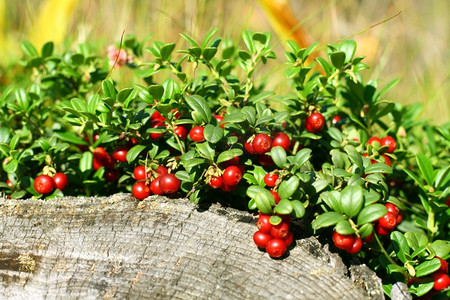 绿色自然背景上的越橘盆栽植物花卉