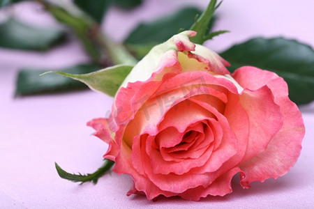 美丽的粉红玫瑰宏观特写