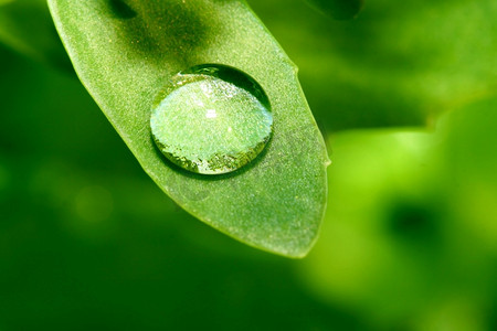 绿叶上的自然水滴水珠图水珠