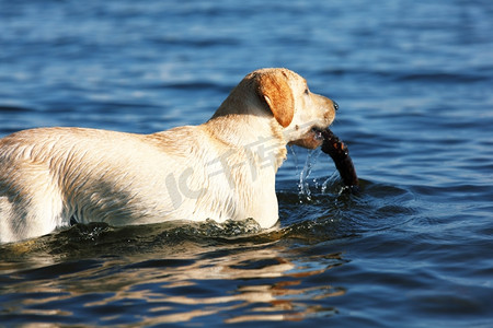 快乐的小狗在水里玩耍