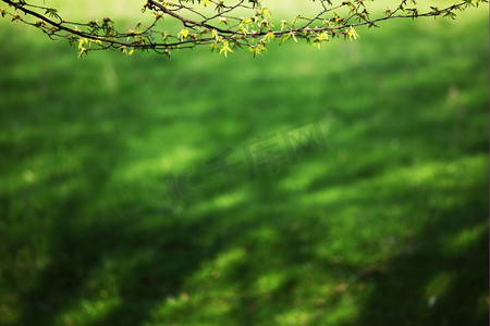 青草背景上的树枝