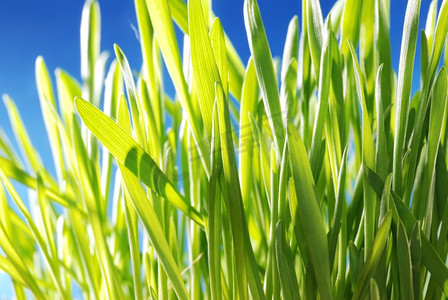 绿色植物植摄影图片-绿色植物植摄影作品-千库网