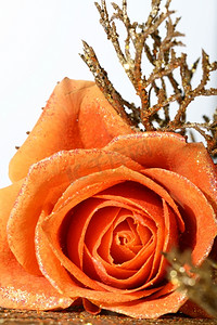 画报设计摄影照片_金色装饰的美丽橙色玫瑰