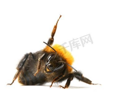 舞蹈黄色摄影照片_舞蹈有氧大黄蜂蜜蜂孤立在白色背景