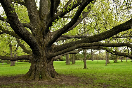 大树叶摄影照片_高大的橡树，树枝向外伸展。