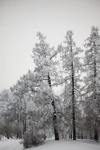 冬季树木在雪白的背景