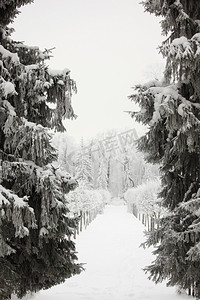 冬季树木在雪白的背景