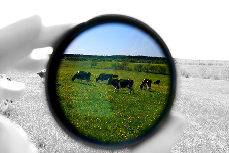 黑牛摄影照片_绿色田野上的黑牛滤镜