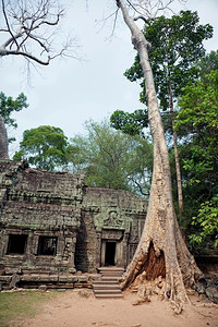 吴哥窟(柬埔寨暹粒)一棵覆盖着塔普勒姆寺庙石头的丛林树