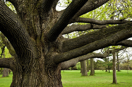 高大的橡树，树枝向外伸展。