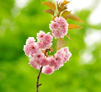 杏树上的粉红色花朵
