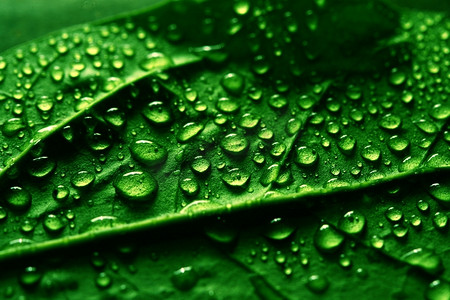 绿色植物叶片宏观上的水滴