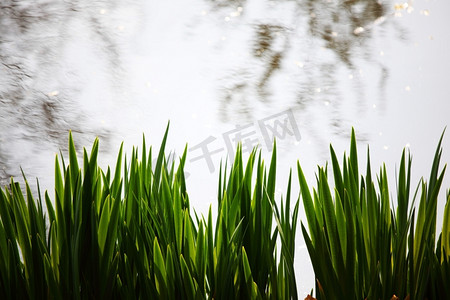 水草背景