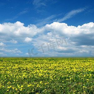 绿黄背景摄影照片_蒲公英田野绿黄相间的兰色披肩