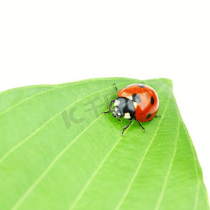 叶子上的瓢虫离体在白色上瓢虫澳洲瓢虫