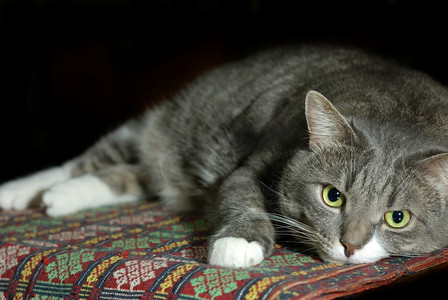 大个子聪明的猫科动物？在黑暗中休息。较浅的DOF，右侧对焦，左侧模糊用作复制空间