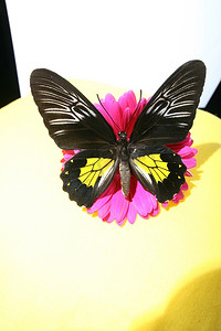 盛装花朵上的美丽蝴蝶
