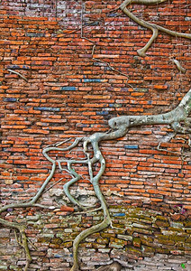 老树根摄影照片_老砖墙和树根背景(泰国古都大城府遗址)
