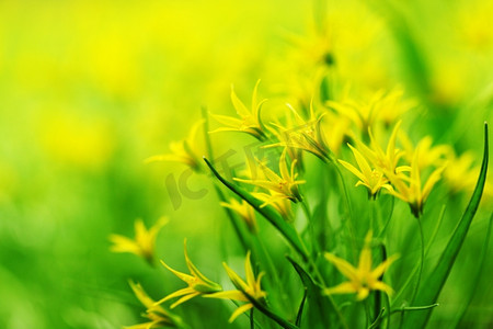 鲜花特写摄影照片_黄色春花宏观特写