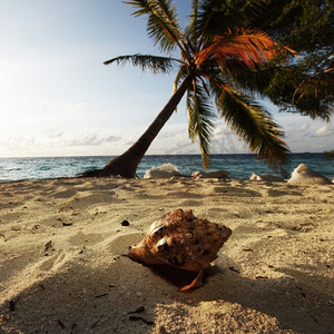 棕榈树下的沙子上的贝壳