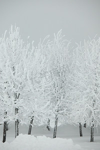 冷淡摄影照片_冬季树木在雪白的背景