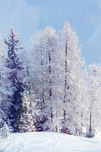 阿尔本山顶白雪中的森林