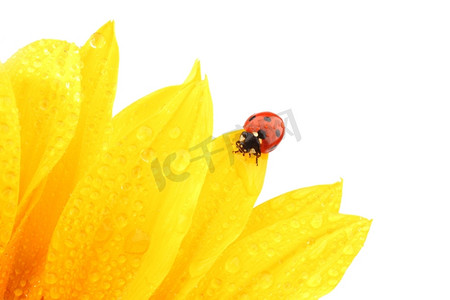 瓢虫装死摄影照片_向日葵上的瓢虫孤立的白色背景