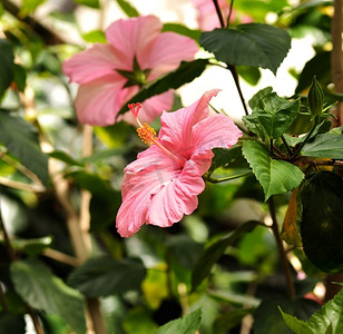 粉色芙蓉摄影照片_热带花园里的粉色芙蓉花
