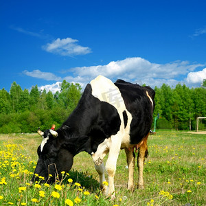 徽州农田摄影照片_蓝天下绿色蒲公英田野上的牛