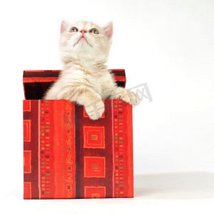 生日动物摄影照片_礼物盒中的猫被隔离在白色背景上