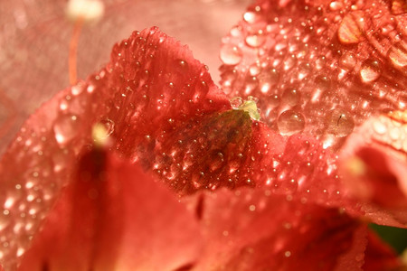 花红花上的巨型水滴