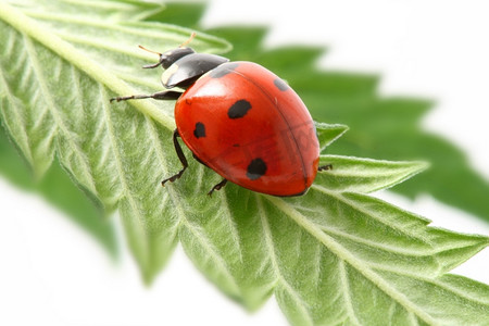 红瓢虫在绿草上孤立