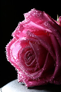 湿粉色美丽玫瑰花特写镜头