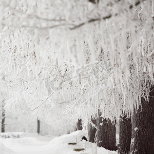 雪白的摄影照片_雪白背景上的冬树