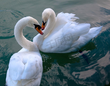 相爱的鸟摄影照片_两只相爱的白色美丽天鹅在水上游泳