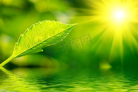 阳光的树下摄影照片_鲜绿的叶子在阳光下突显出来。