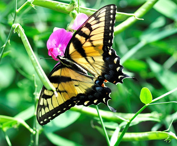 一只黄蝴蝶在甜豌豆花上蝴蝶节肢动物