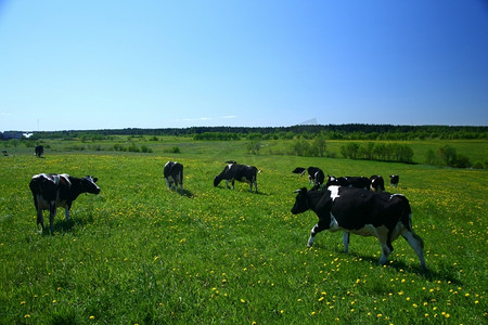 蓝天下绿色蒲公英田野上的牛