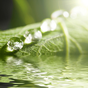 绿叶露珠摄影照片_背景模糊的新鲜绿叶上的水滴