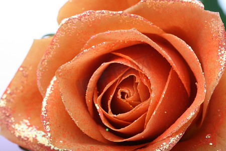 红色画报摄影照片_金色装饰的美丽橙色玫瑰