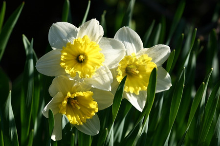 春背景摄影照片_绿色背景下的春黄水仙