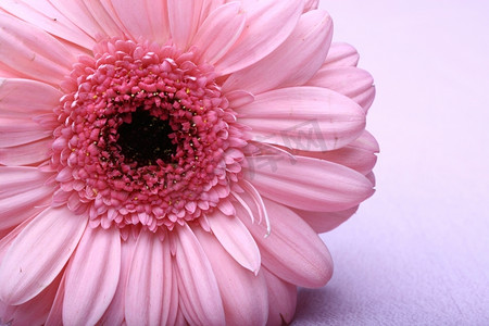 粉红色非洲菊在白色宏观特写