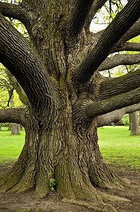 高大的橡树，树枝向外伸展。