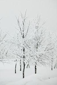 冷淡摄影照片_冬季树木在雪白的背景