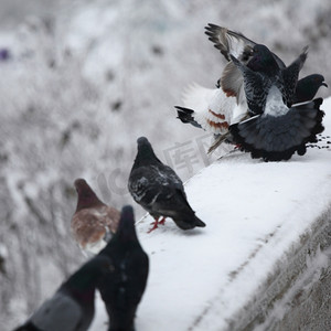 鸽子在冬天雪背景