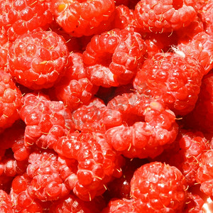 红色野生覆盆子宏特写苦瓜植物