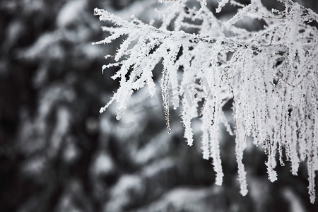 西双版纳森林公园摄影照片_雪白背景上的冬树