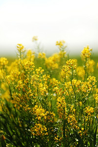 黄色春花宏观特写